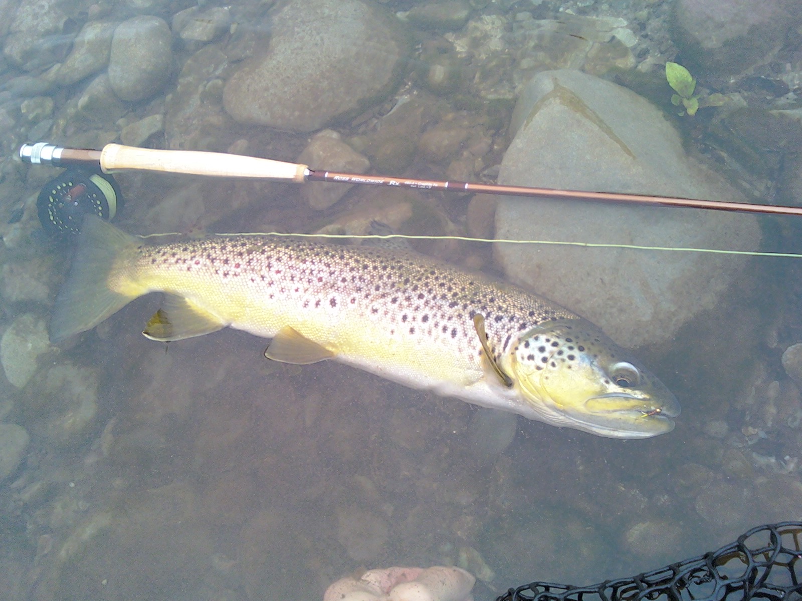 Pocono Fly Fishing Big browns on Brodhead Creek, Stroudsburg, PA