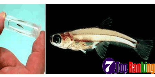 7 Hewan Terkecil Di Dunia Mana Yang Paling Kecil Menurut Sobat