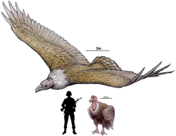 argentavis magnificens extinct bird flying largest prehistoric animals birds human ever comparison giant ice discovered wingspan argentina thunderbird age coolest