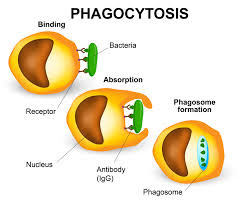 fagositosis