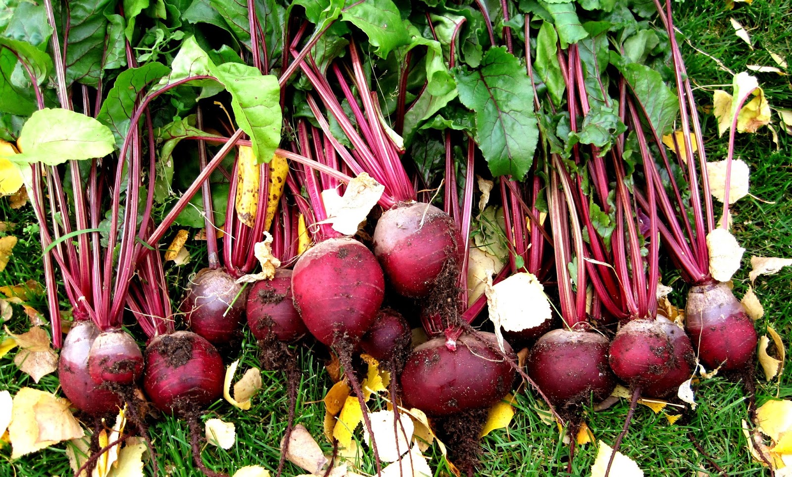 Five Simple Things Canning Pickled Red Beets Printable Recipe five-simple-things-canning-pickled-red-beets-printable-recipe