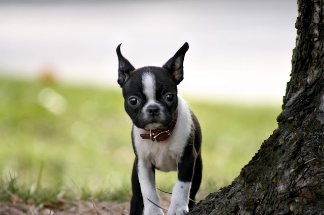 15 of the smallest dog breeds in the world