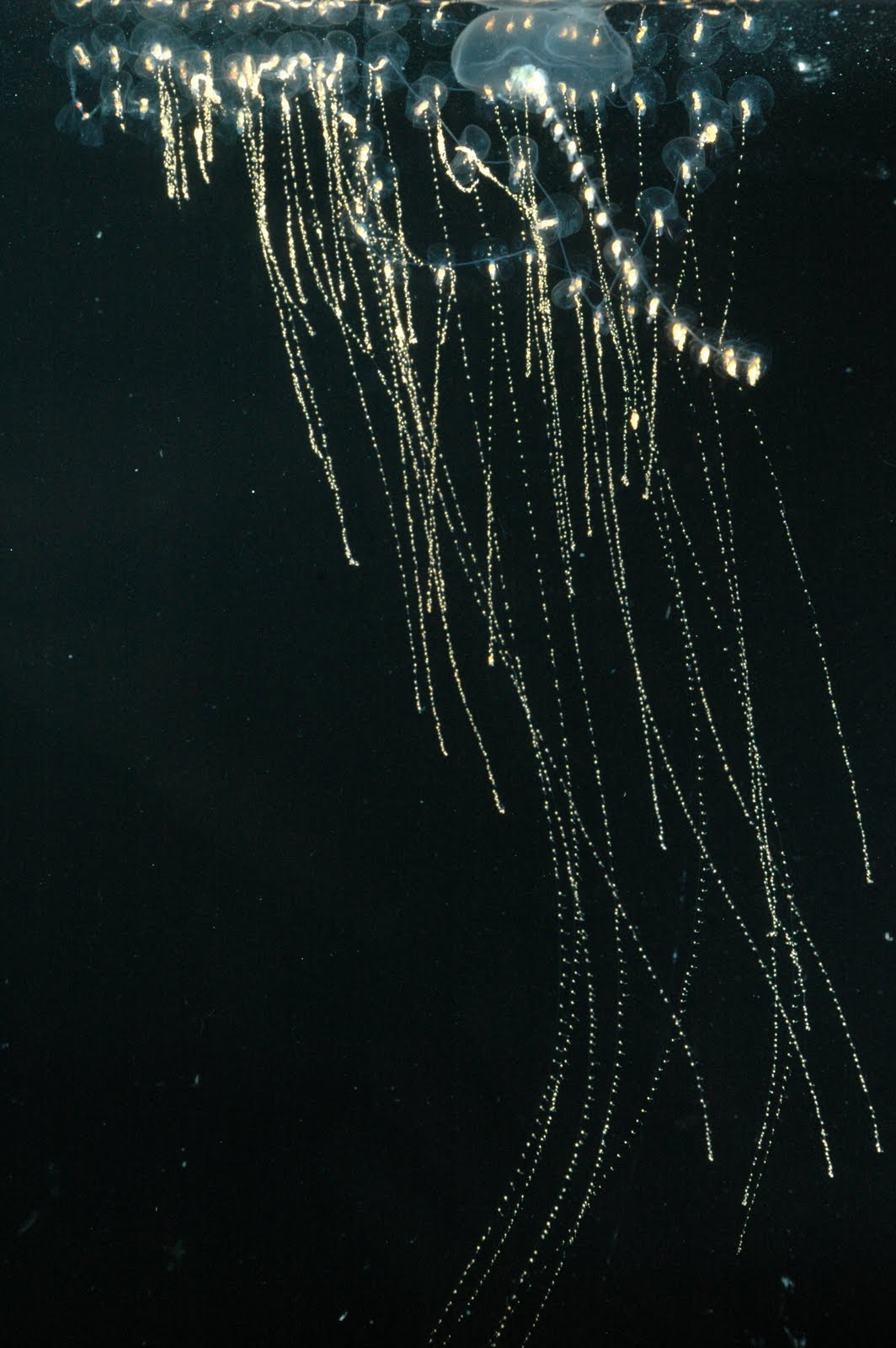 Braided Stream Siphonophore