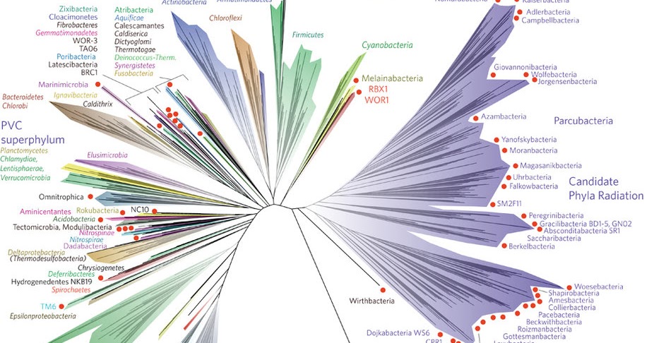 overall what does the tree of life visually show