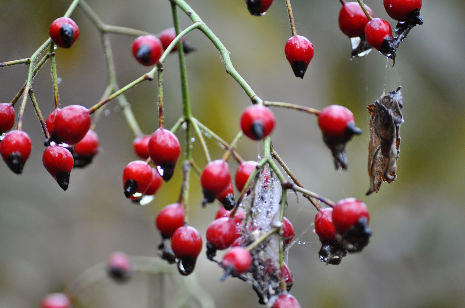 kansas wildflowers Wild Rose of Kansas