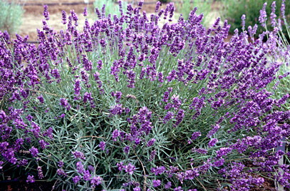 Purple Blooms For The Fall Garden Ramblings From A Desert Garden