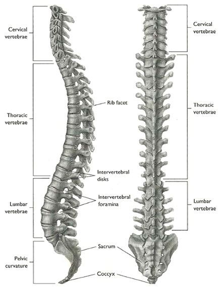 PHYSIO LEARNING: Anatomy Lumbal