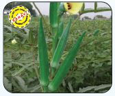 okra-lady-finger-bhindi-ki-kheti-kaise-kare-farming