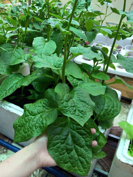 “Hut hon” vuon rau sach tren san thuong cua me tre 1 con - Anh 10