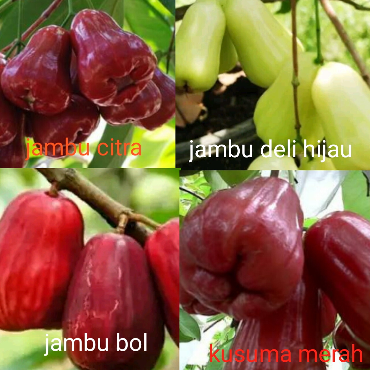 jambu nadine