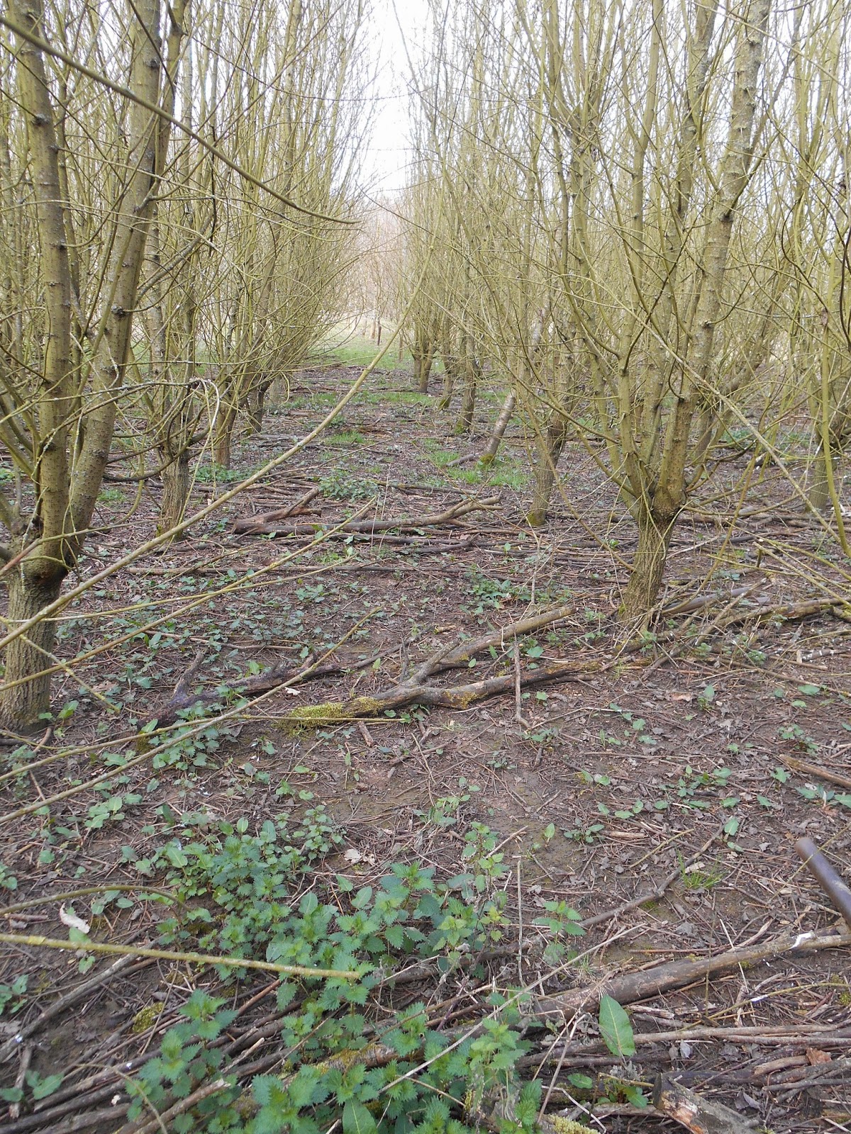 Tony's Blog: Kentle Wood 3