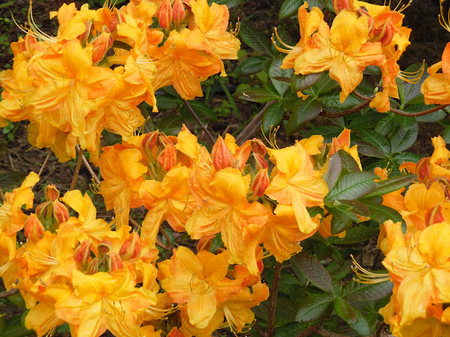 rhododendron Klondyke