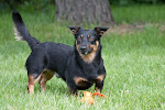 Lancashire Heeler- uros, Queendogs Eino "Eino"