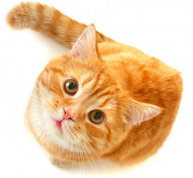 Image result for mèo vàng