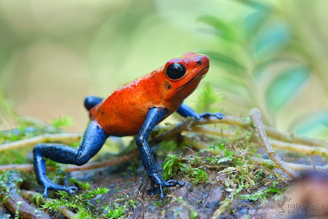 Oophaga pumilio - Strawberry Poison Frog