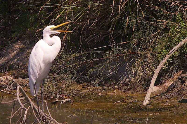 egret appears to be talking