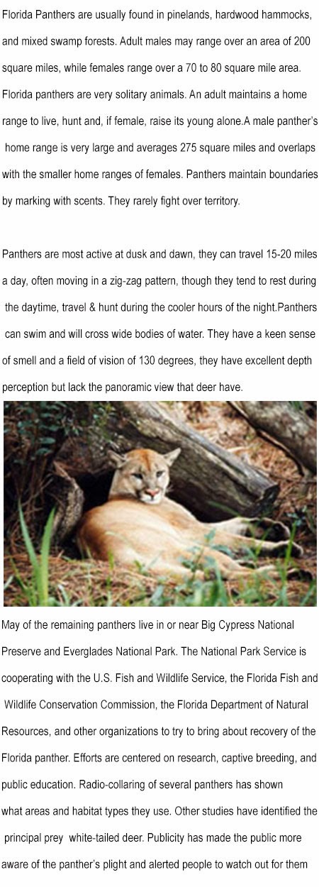 Florida panther facts for kids