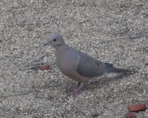 Oddball Observations : COO, COO, KACHOO