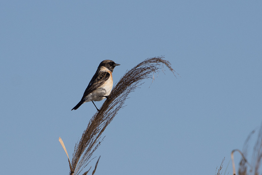 Eastern Stonechat