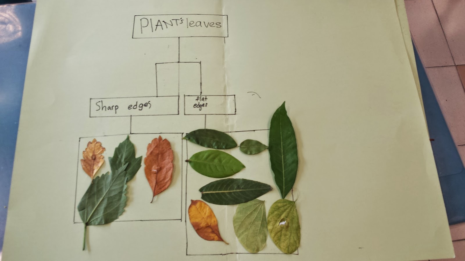 Class 3A 2014: Group work: Classifying leaves (Plant Systems)