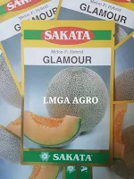 tanaman melon, cara menanam melon, buah melon, lmga agro