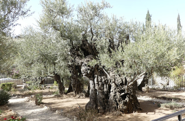 Alter Olivenbaum am Fuße des Ölbergs in Jerusalem Alter Olivenbaum am Fuße des Ölbergs in Jerusalem