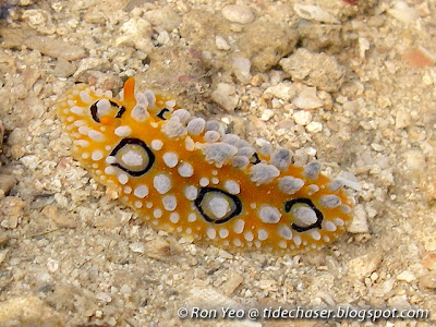 Ocellated Phyllid Nudibranch (Phyllidia ocellata)