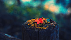 maple leaf lonely wallpapers leaves autumn nature