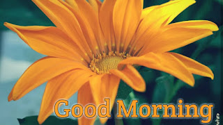 good morning good morning