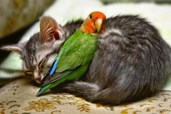 Download 5200 Gambar Animasi Lovebird Lucu Free Download 5200 Gambar Animasi Lovebird Lucu Free