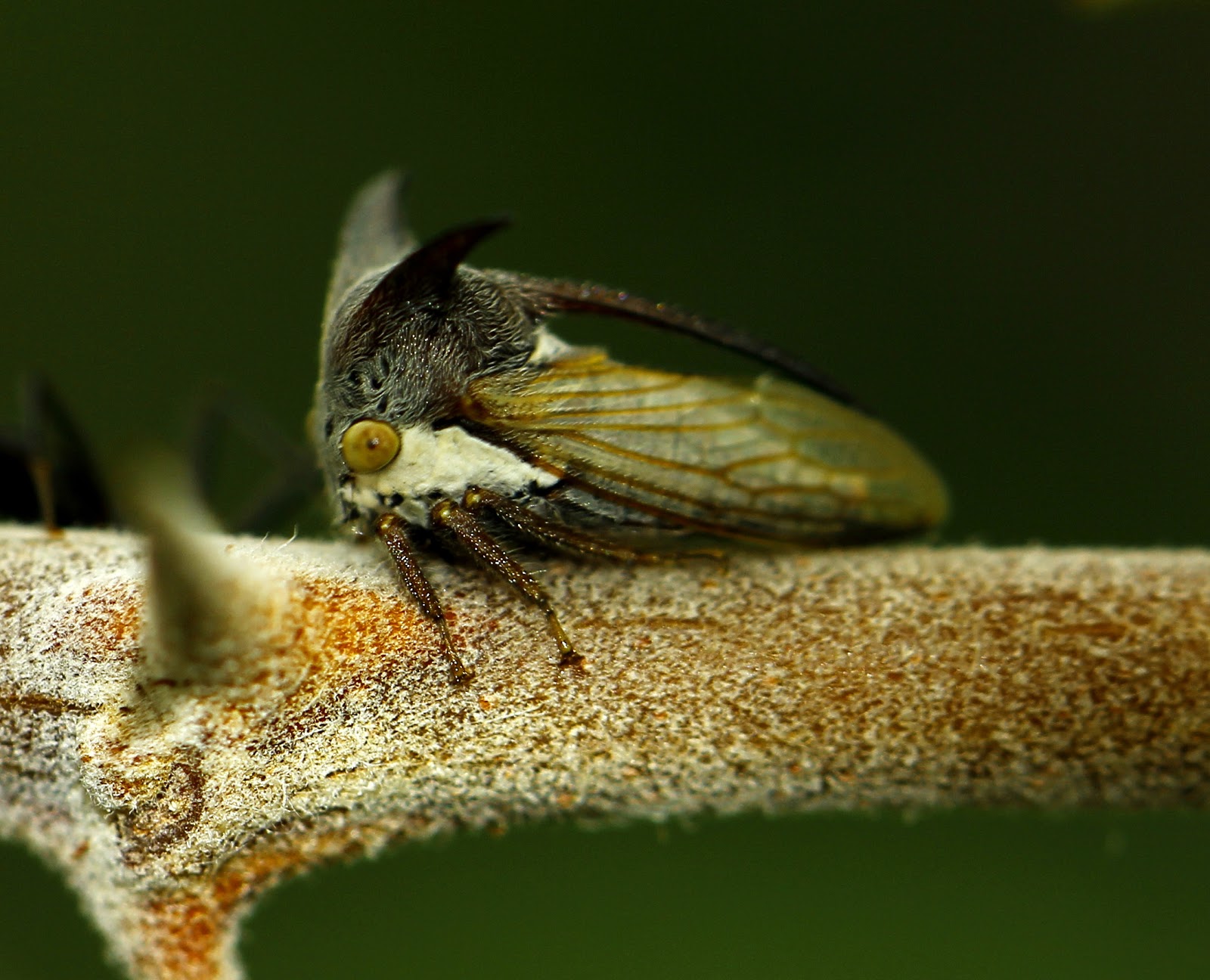 INSECTS