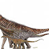 Pesquisadores anunciam a descoberta do maior dinossauro do Brasil