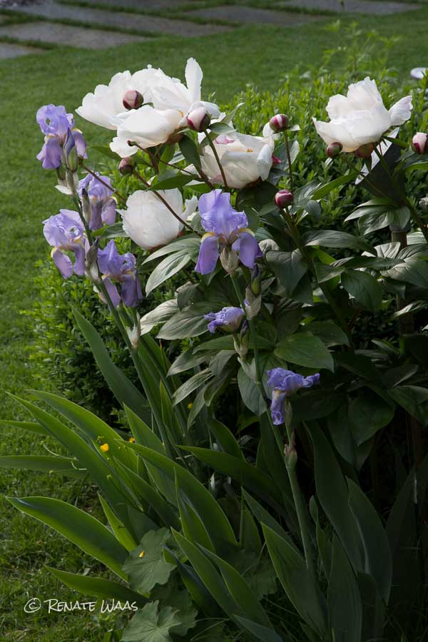 Gartenblog Geniesser Garten Pfingstrosen Pflanzenportrait