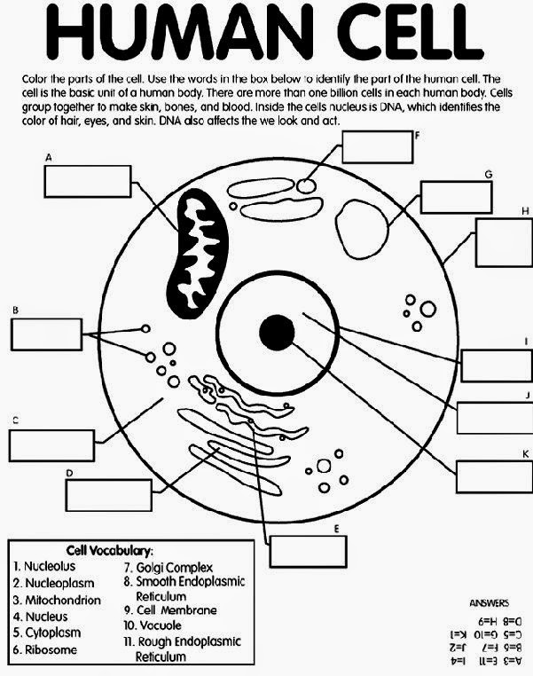 Identifying Cell Structures Worksheet