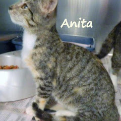 URGENT Available 9/7 Fri 8am KITTEN female DSH mix ~ est. 4month. Nash County Animal Control