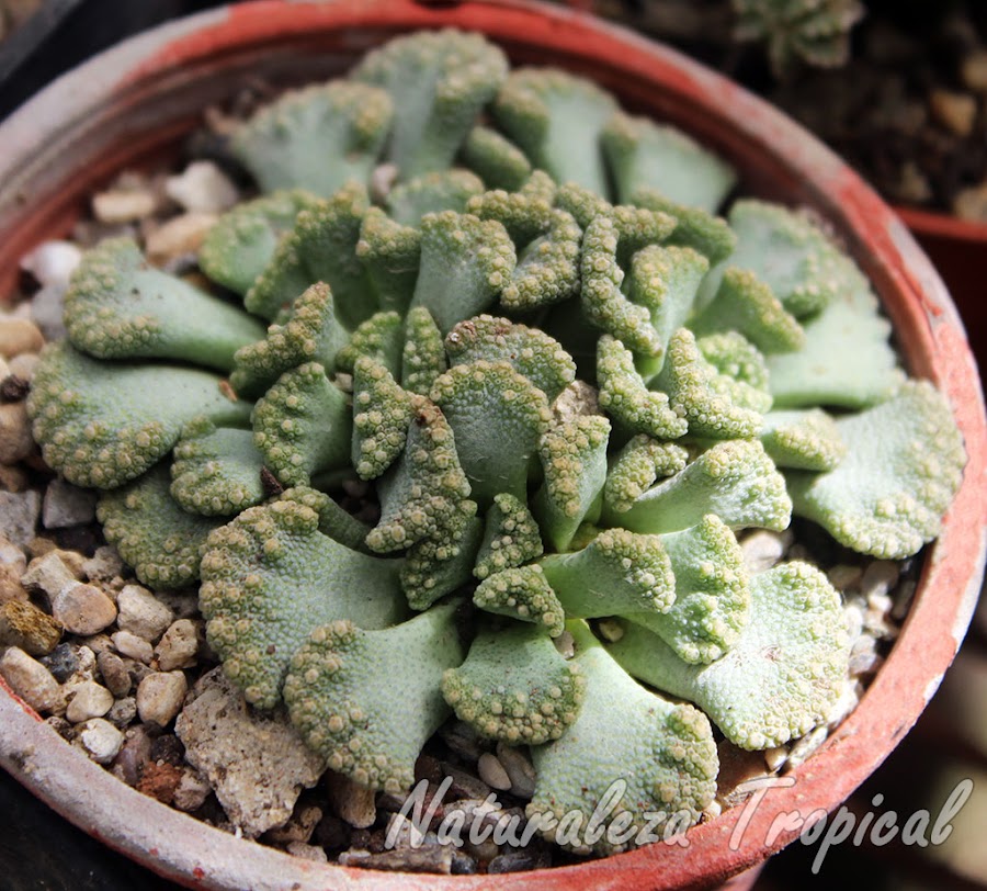 Vista de la planta suculenta Titanopsis calcarea