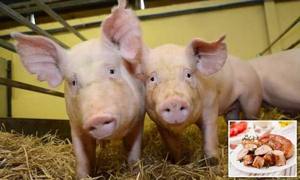 Cerdos Genéticamente Modificados ( Ya Los Estamos Comiendo ) Cerdos Genéticamente Modificados ( Ya Los Estamos Comiendo )