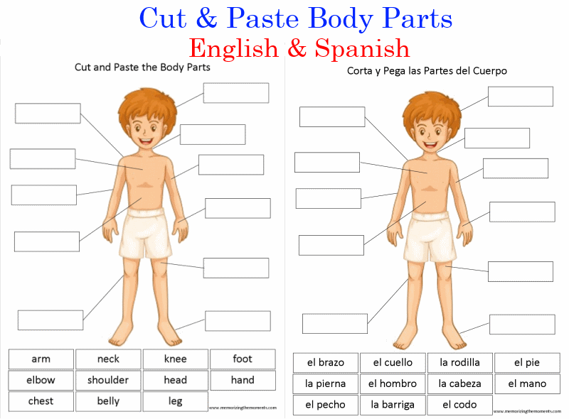 memorizing-the-moments-cut-past-body-parts-english-and-spanish