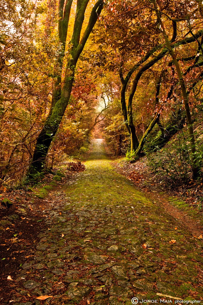 Sociolatte: A golden autumn path in Bussaco, Portugal
