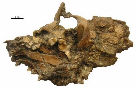 cráneo de Teruelictis Riparius
