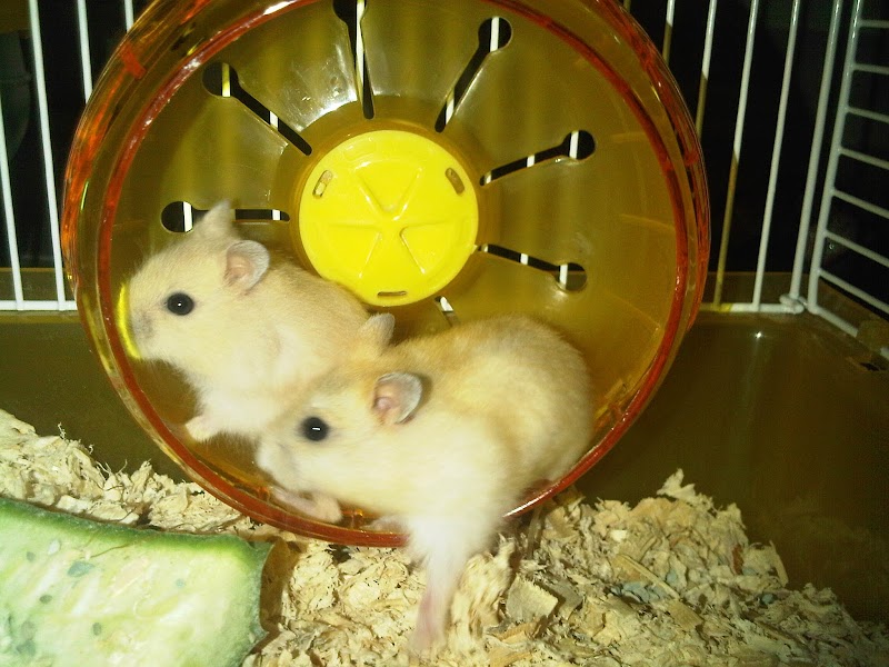 21+ Nama Lucu Untuk Hewan Peliharaan Hamster, Gambar Gokil
