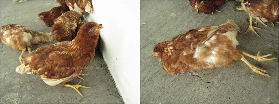 gumboro en aves sintomas de diabetes