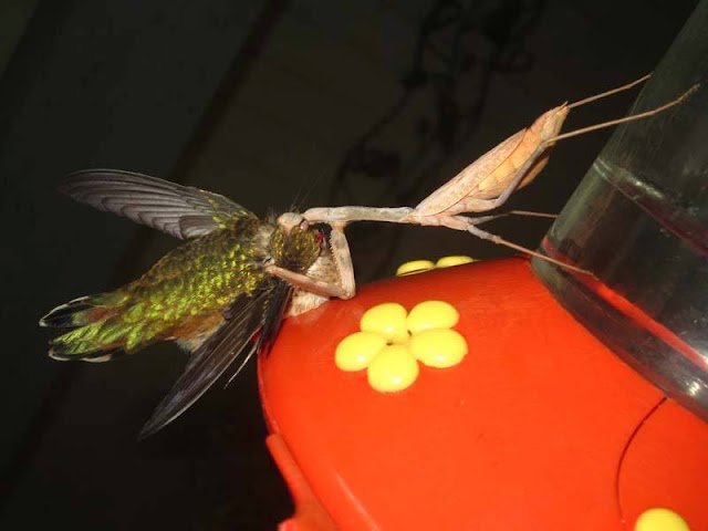 gian mantis eats bird