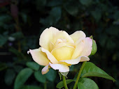 Желтая роза-чайно-гибридная