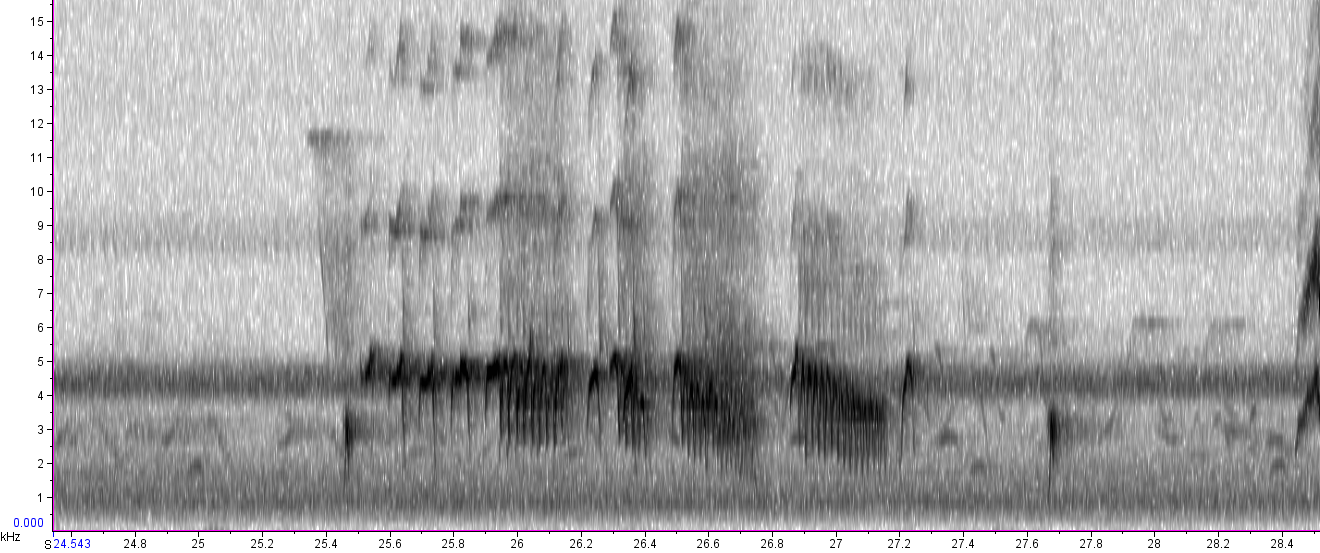 BIRD CALLS and SONGS: Icterid songs