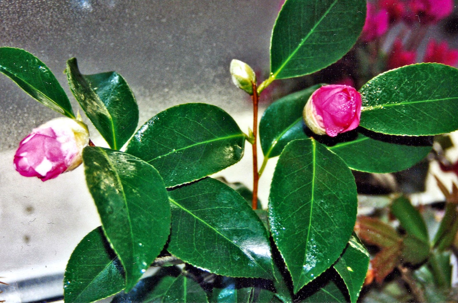 Gartenkalender Kamelie [Camellia]