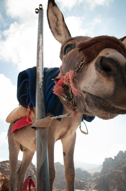 Save the donkeys in Petra, Jordan!
