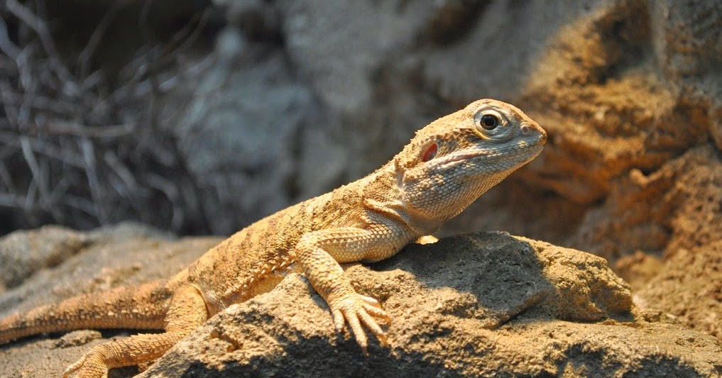 lawson-bearded-dragon-4.jpg