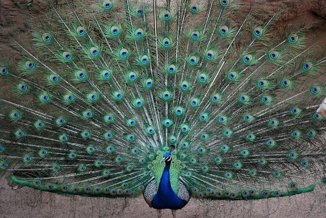 peacock pictures, peafowl pictures, most beautiful and colorful bird in the world, albino peacock pictures, white peacock pictures