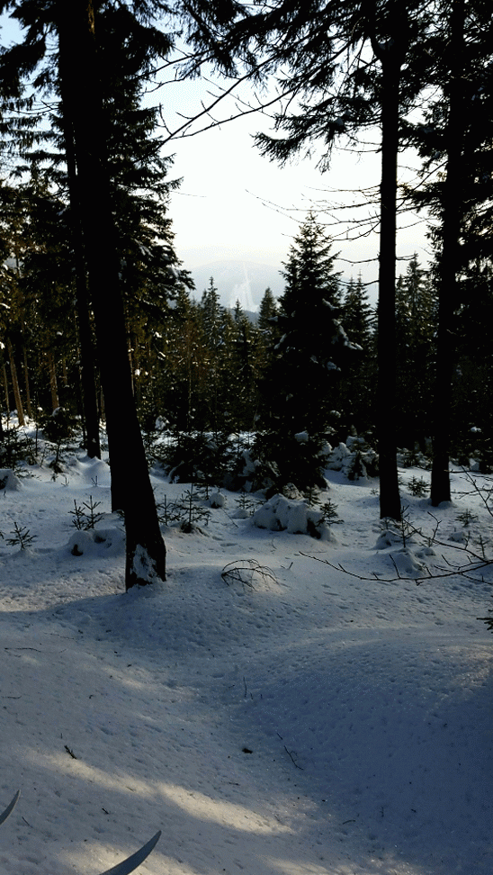 Jakuszyce Schronisko Orle cross country skiing Trasy rowerowe i